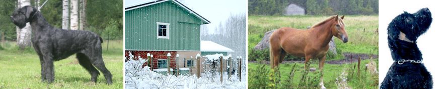 Saravet ja Kennel Saturain