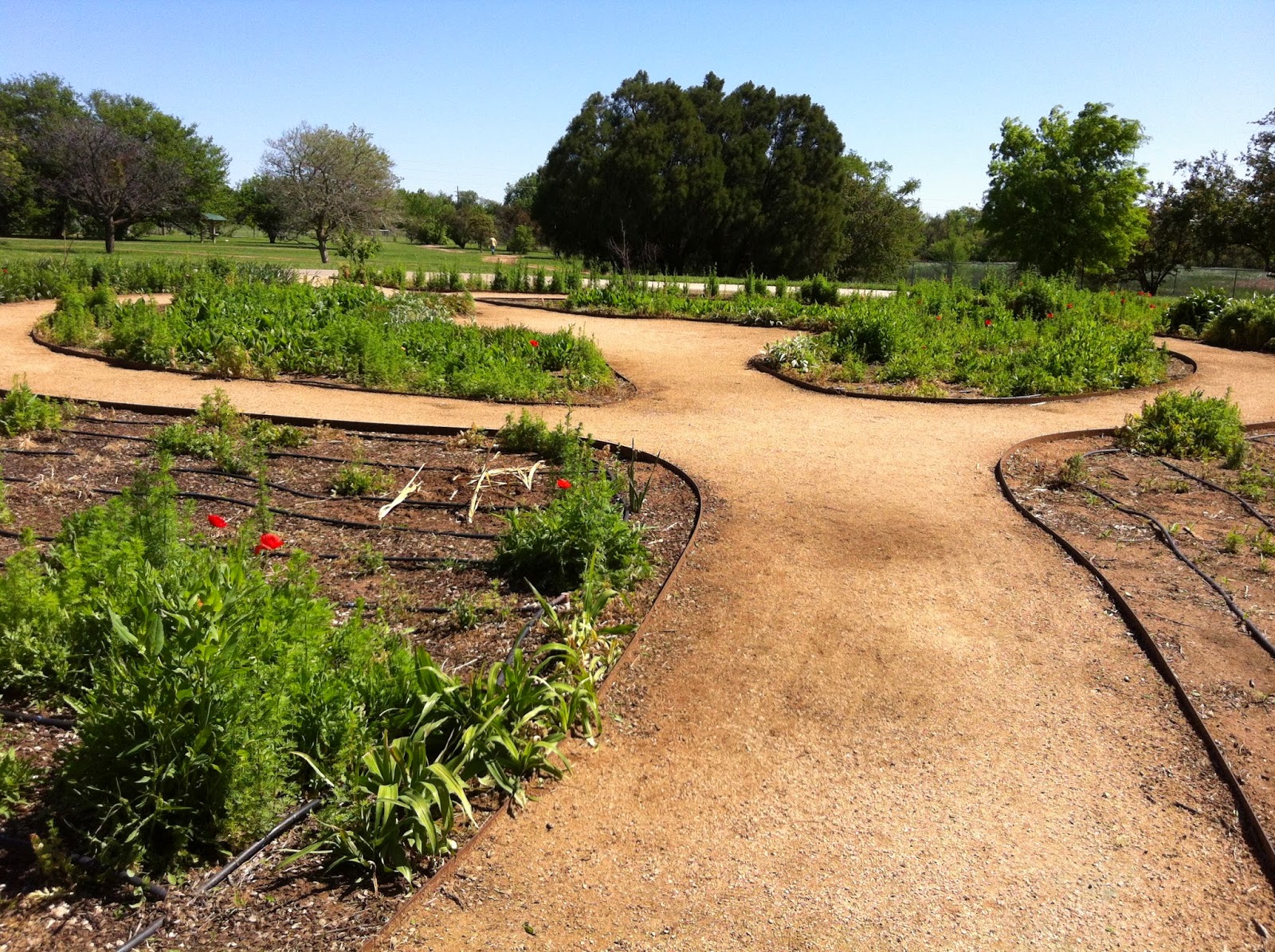 My Strolling Garden Lubbock Arboretum Plant Sale 2015