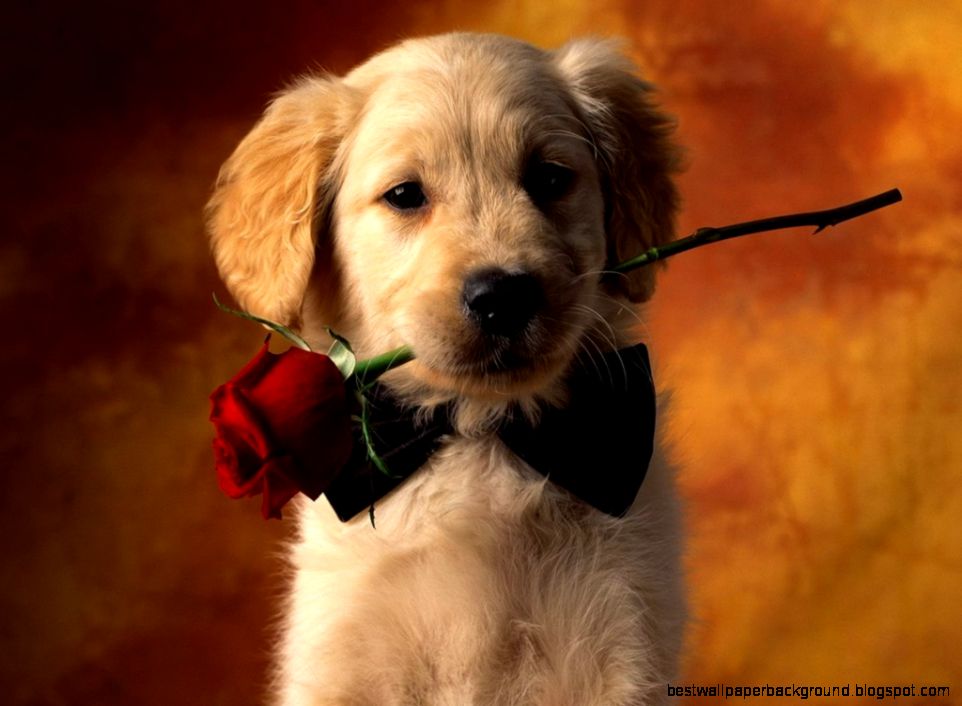 Happy Valentines Day Cute Golden Retriever Puppies Happy Valentines Day Cute Golden Retriever Puppies
