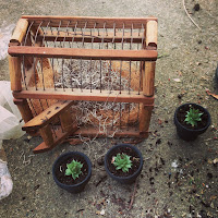 OmMama and KraftyKatina: Bird Cage Garden Tutorial