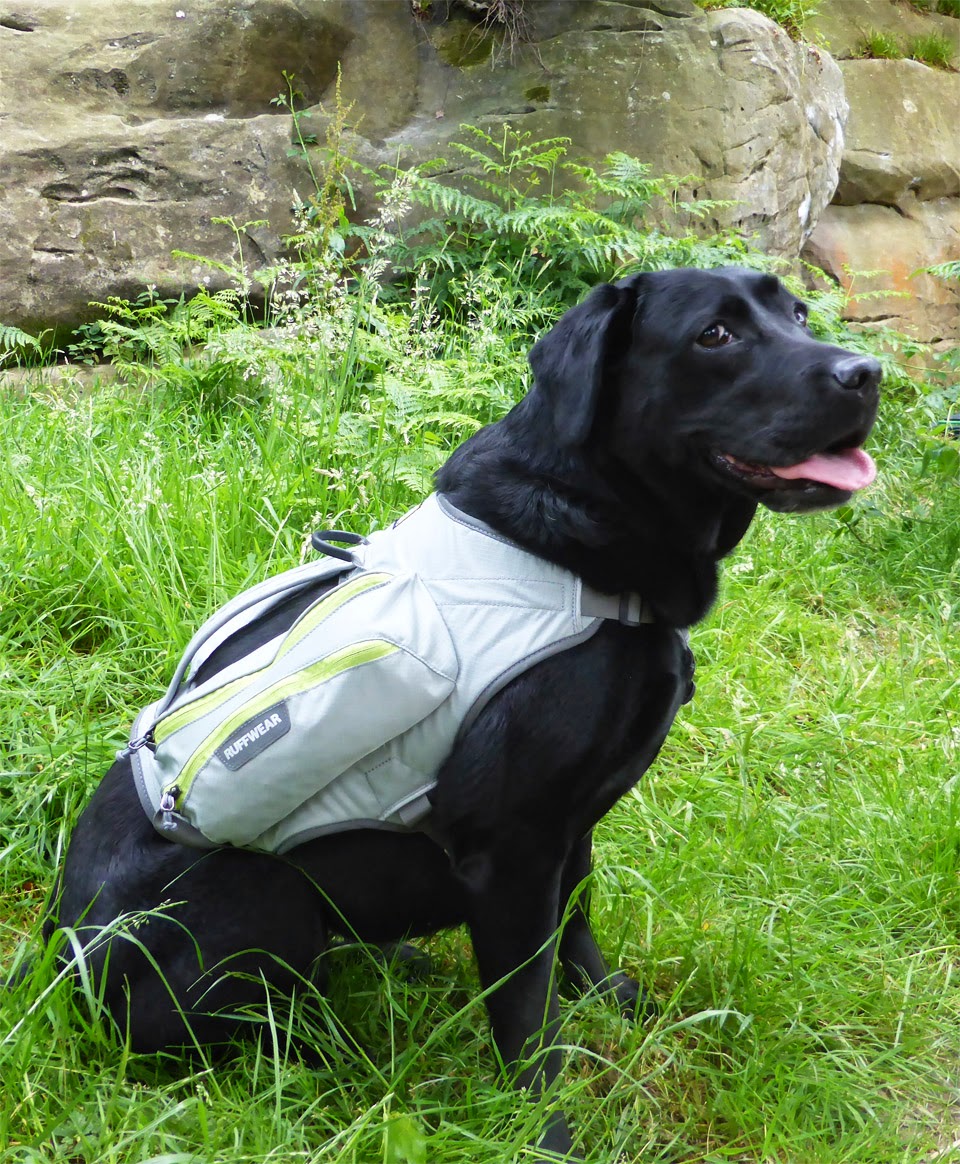 How Much Weight Can My Dog Carry