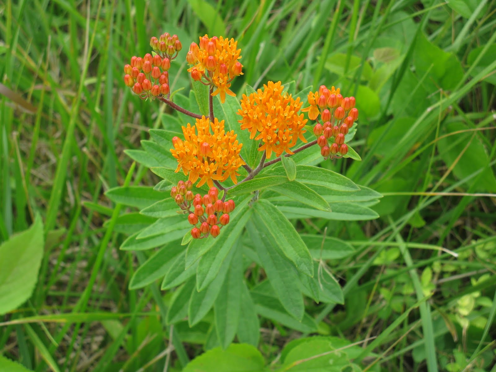 Wildflowers in West Virginia June 27, 2011 Martinsburg WV