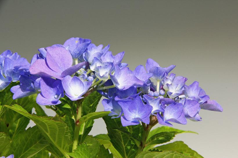 Kusamono bonsái HORTENSIA