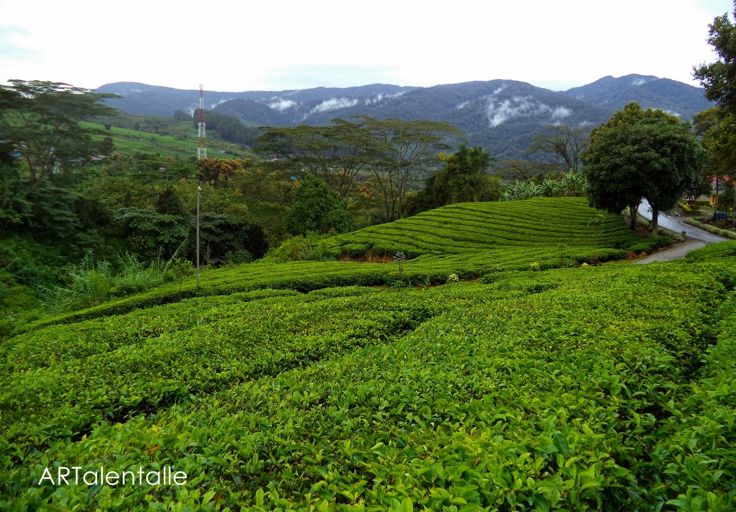 Pemandangan indah di kebun teh