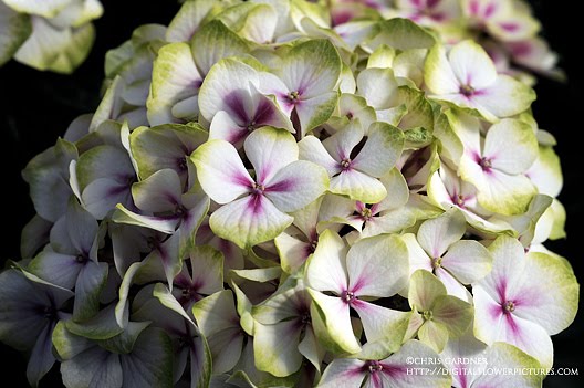 The Plant Hunter Deutzia Redux
