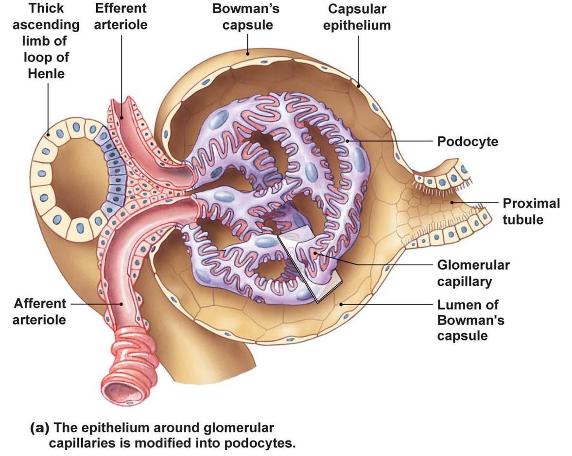 My Biomedical Notebook Renal Physiology, Fluid and Electrolyte Balance