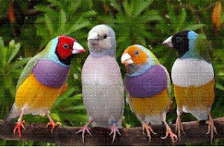 Kicau Burung Nusantara