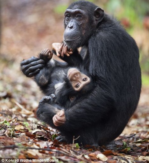 Baby chimp's first steps (5 pics) Amazing Creatures