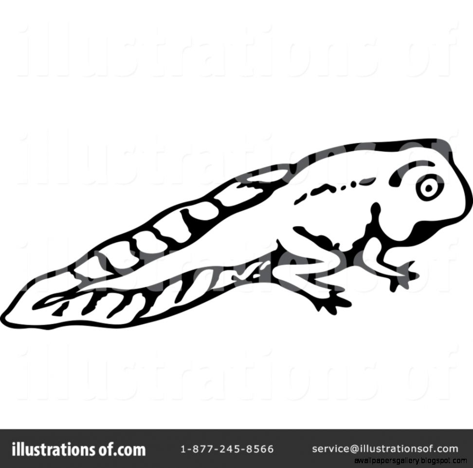 Tadpole Clipart | Wallpapers Gallery