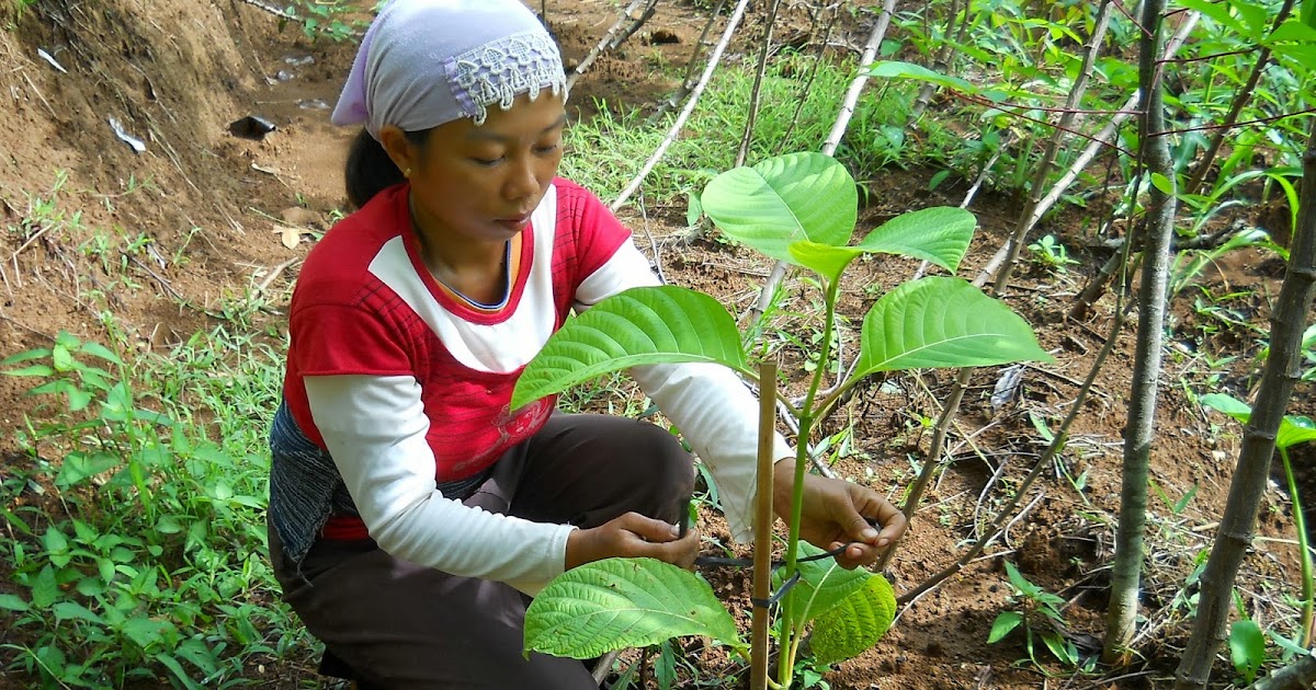 Pusat Bibit Unggul Mau Bisnis&hellip;.???? Ya bertani aja
