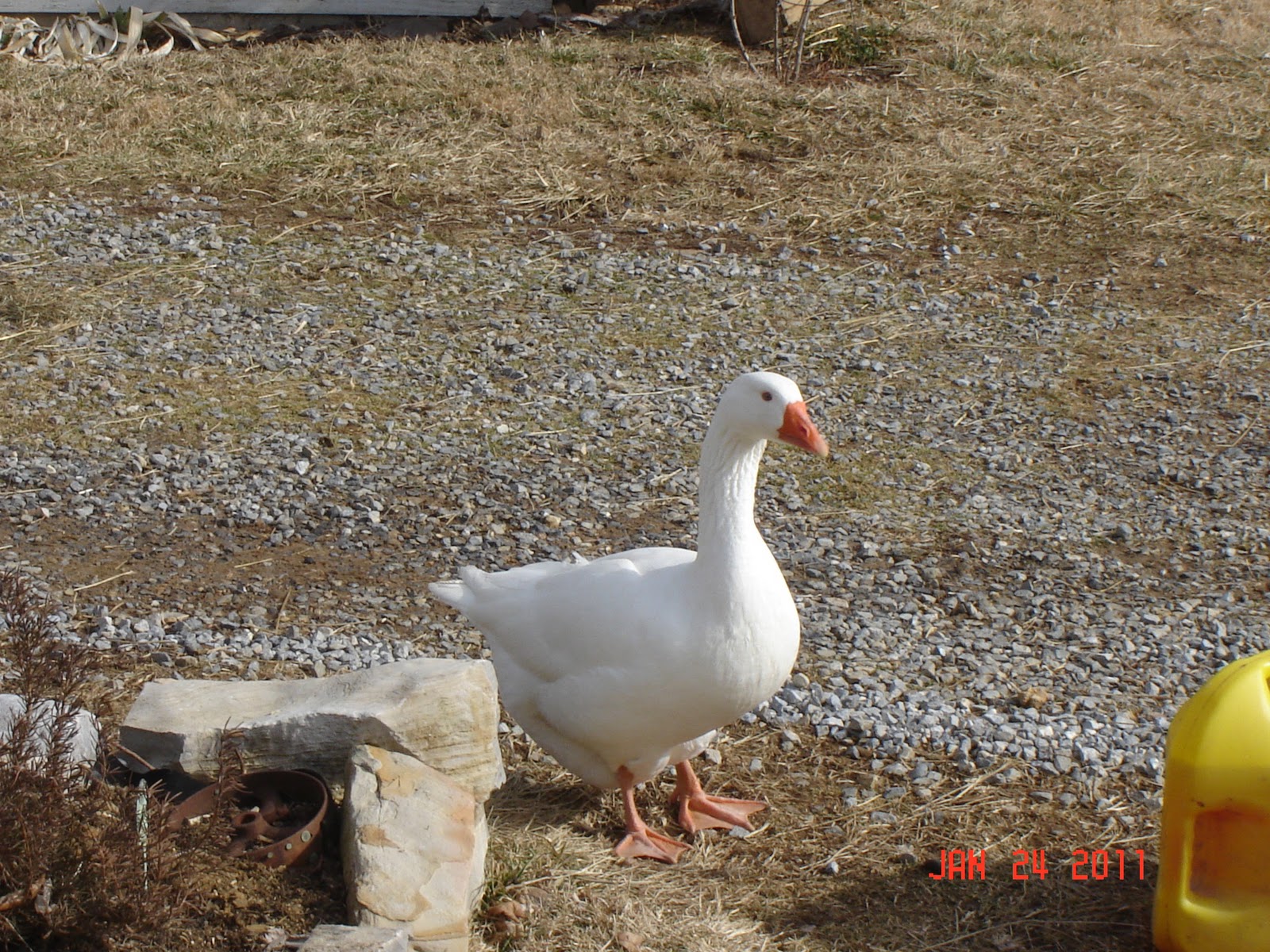 Huffman House Bed & Breakfast & Animals