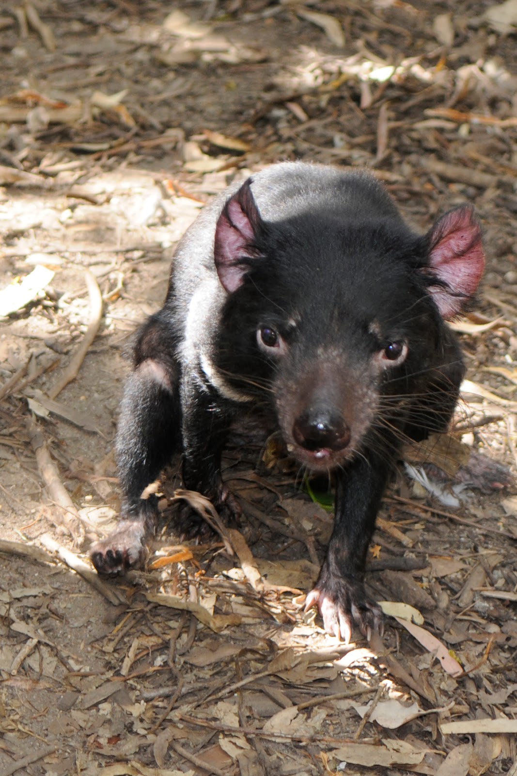 Small Animal Talk: Things you didn't know about Tasmanian Devils