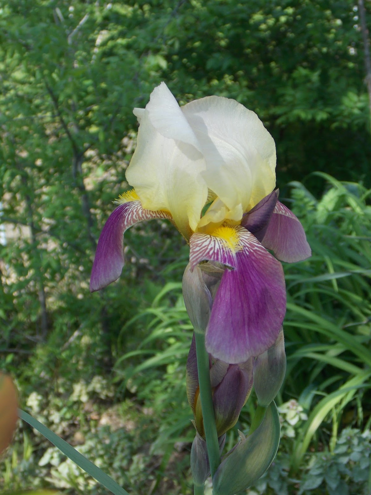 Keep Calm and KERRI On What is the Plural of "Iris"? Huh...