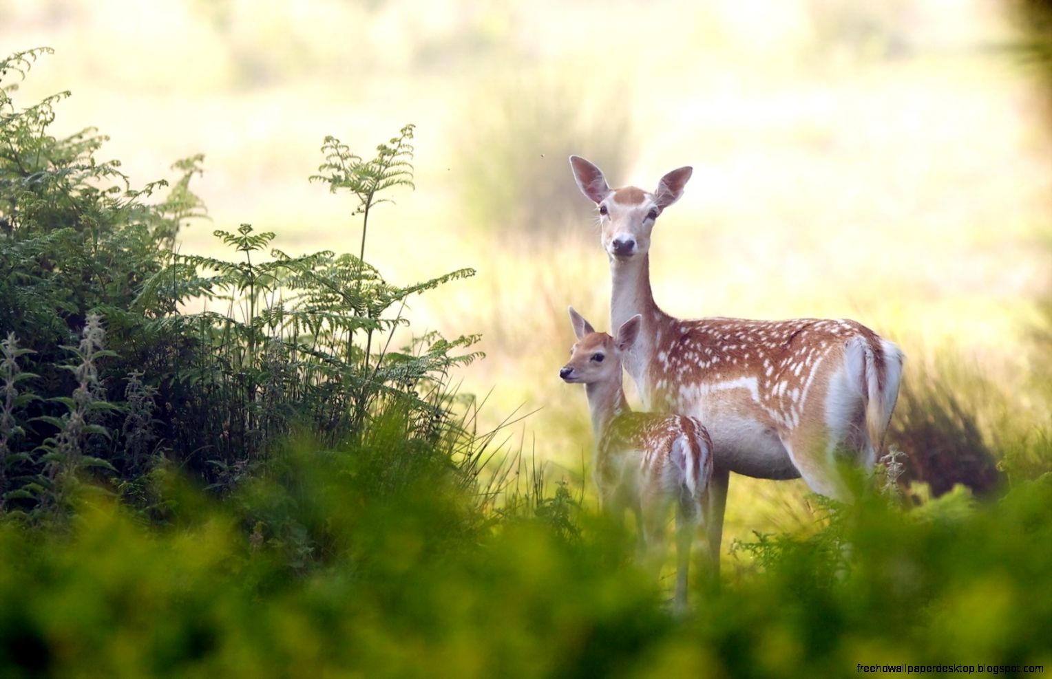 Animal Nature Deer Animal Nature Deer