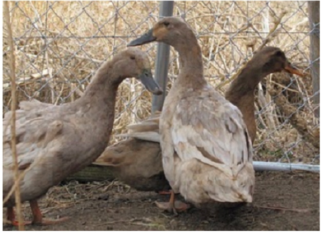 Buff Duck