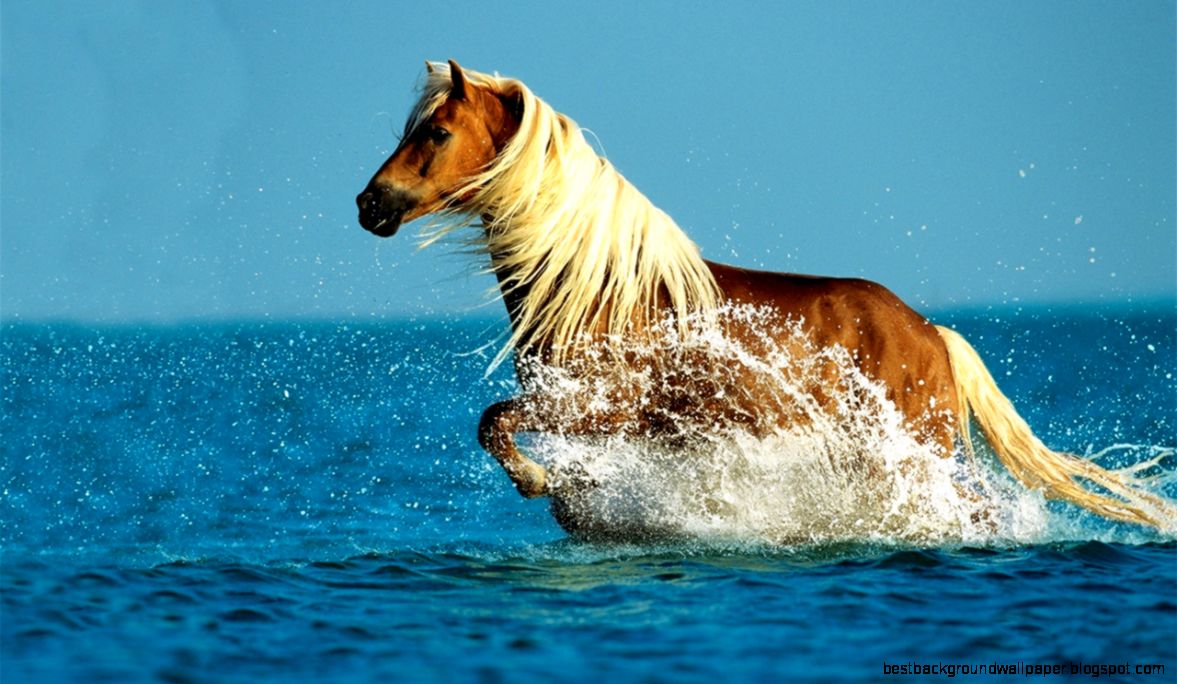 3d Horse Desktop Wallpaper 6993226 3d Horse Desktop Wallpaper 6993226