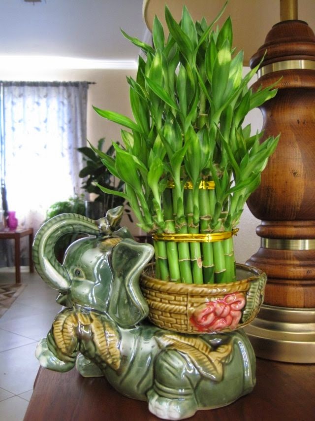 Lucky Bamboo Care Learn More About This Lucky Charm ! Houzz Home