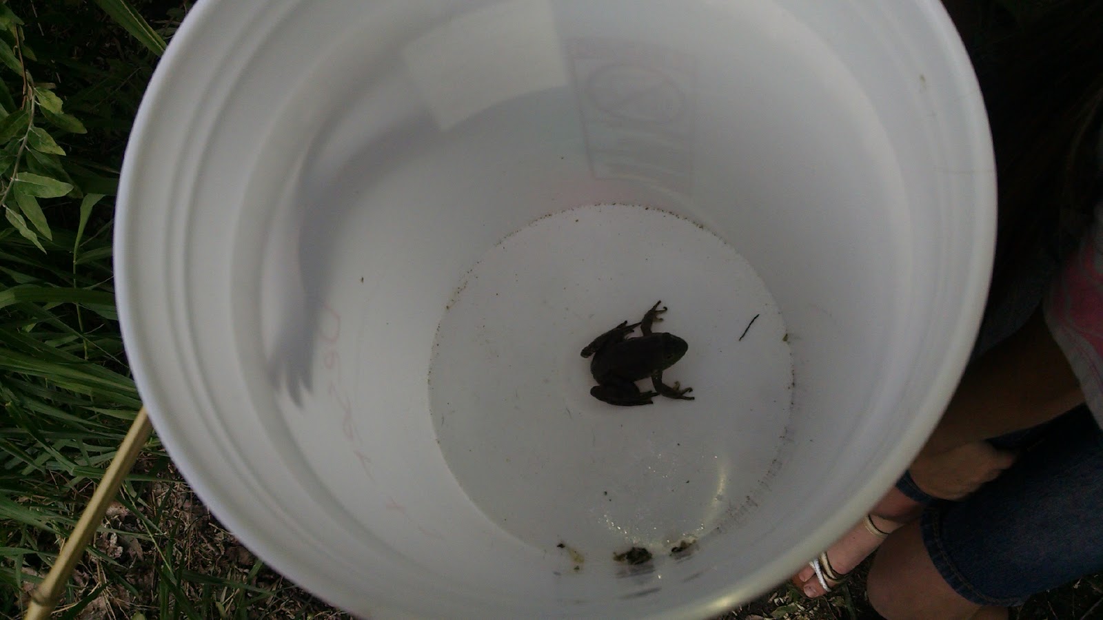 Must Run in the Family Catching Frogs