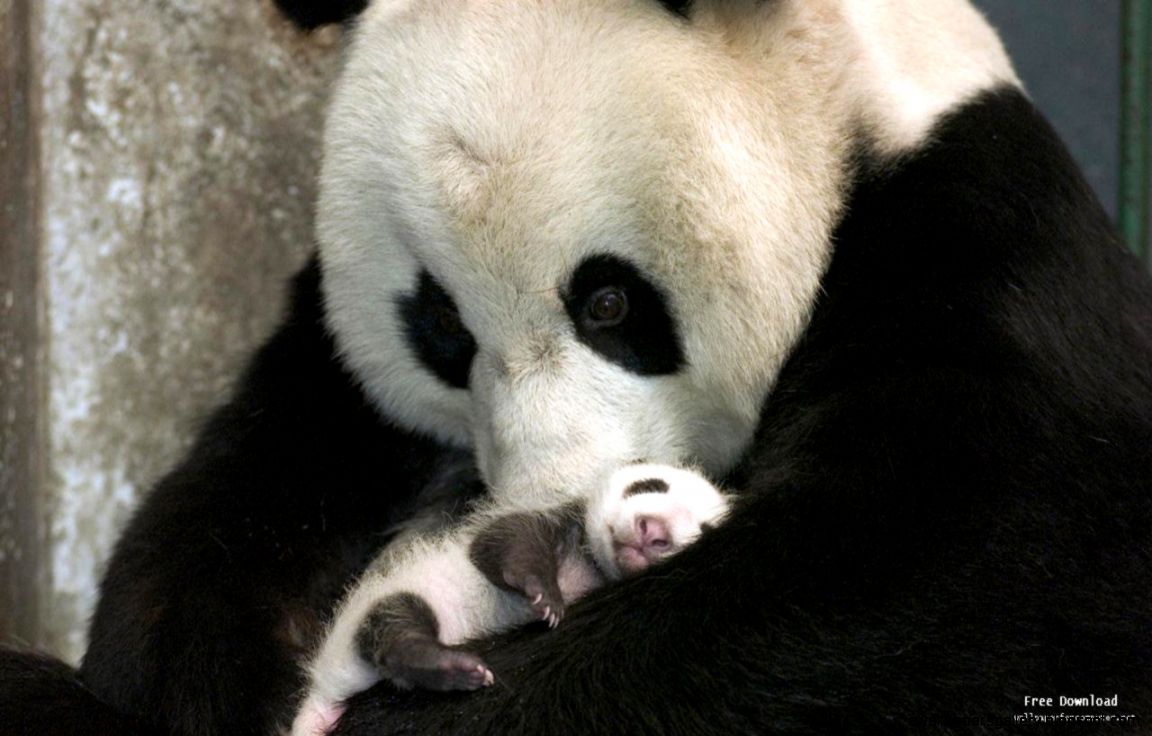 New Born Baby Pandas wallpaper New Born Baby Pandas wallpaper