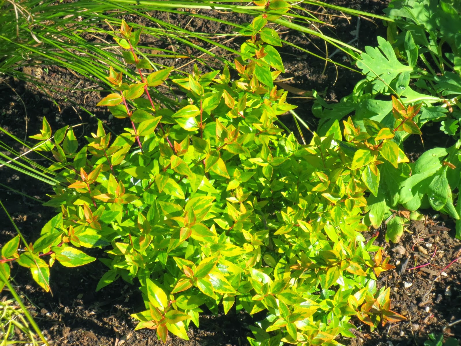 Abelia Grandifolia Plant Care And Culture Travaldo S Blog