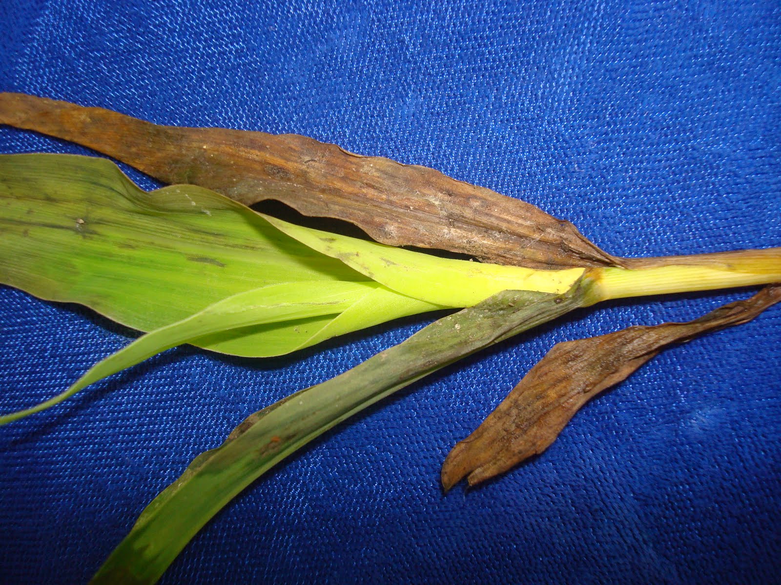 University of Illinois Plant Clinic Anthracnose Leaf Blight on Corn