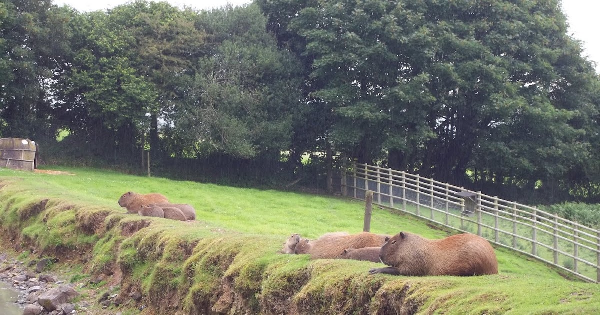 Epic Adventures Dartmoor Zoological Park