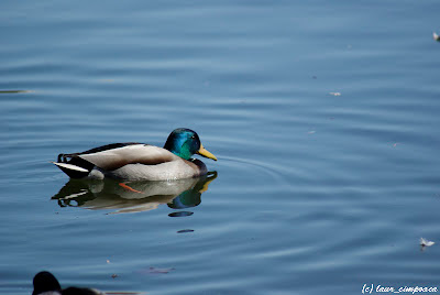 Rata Duck Pato Canard Änte Πάπια