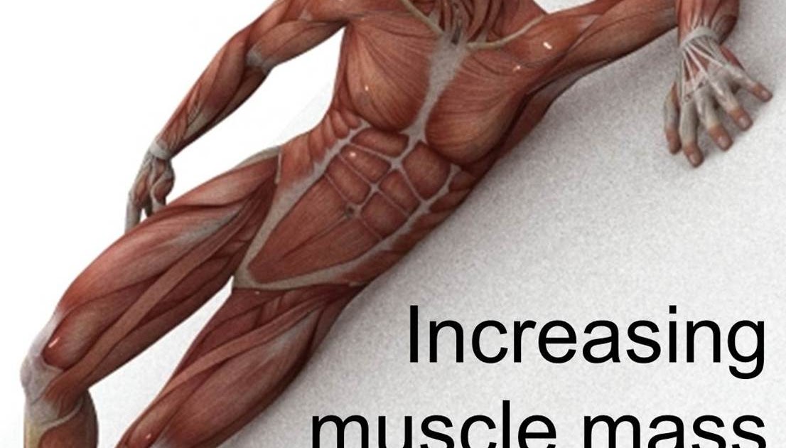 MotiveWeight Increasing Muscle Mass Increases BMR