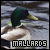 I like mallards