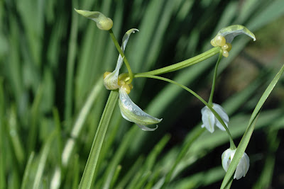 Лук странный (Allium paradoxum)