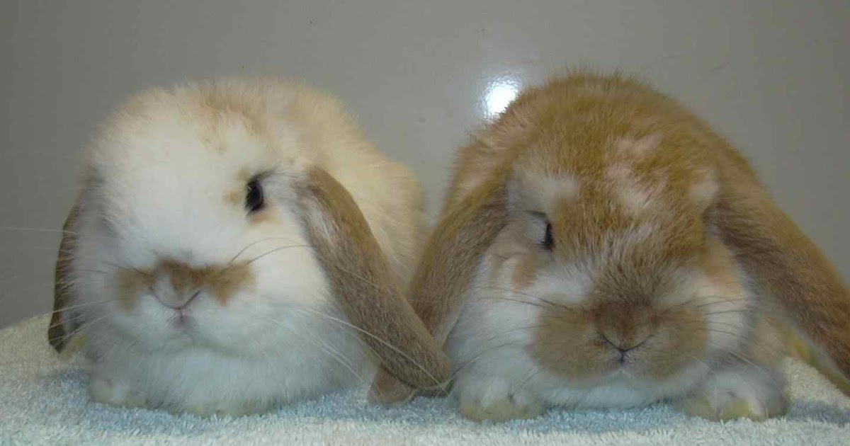 Breeds Rabbit Dwarf Lop Rabbit