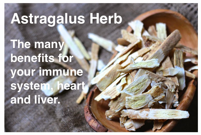 Methow Valley Herbs Astragalus A Supreme Protector
