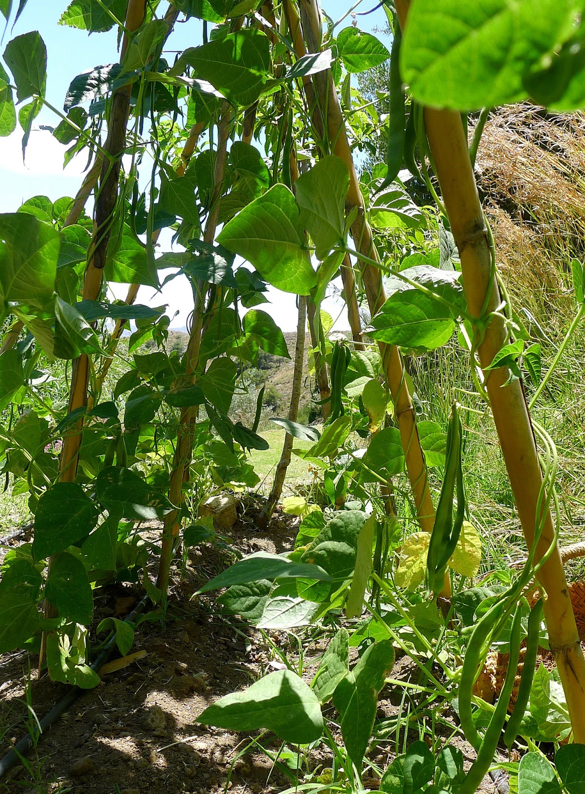 MY KITCHEN IN SPAIN THE BEANS ARE BACK!