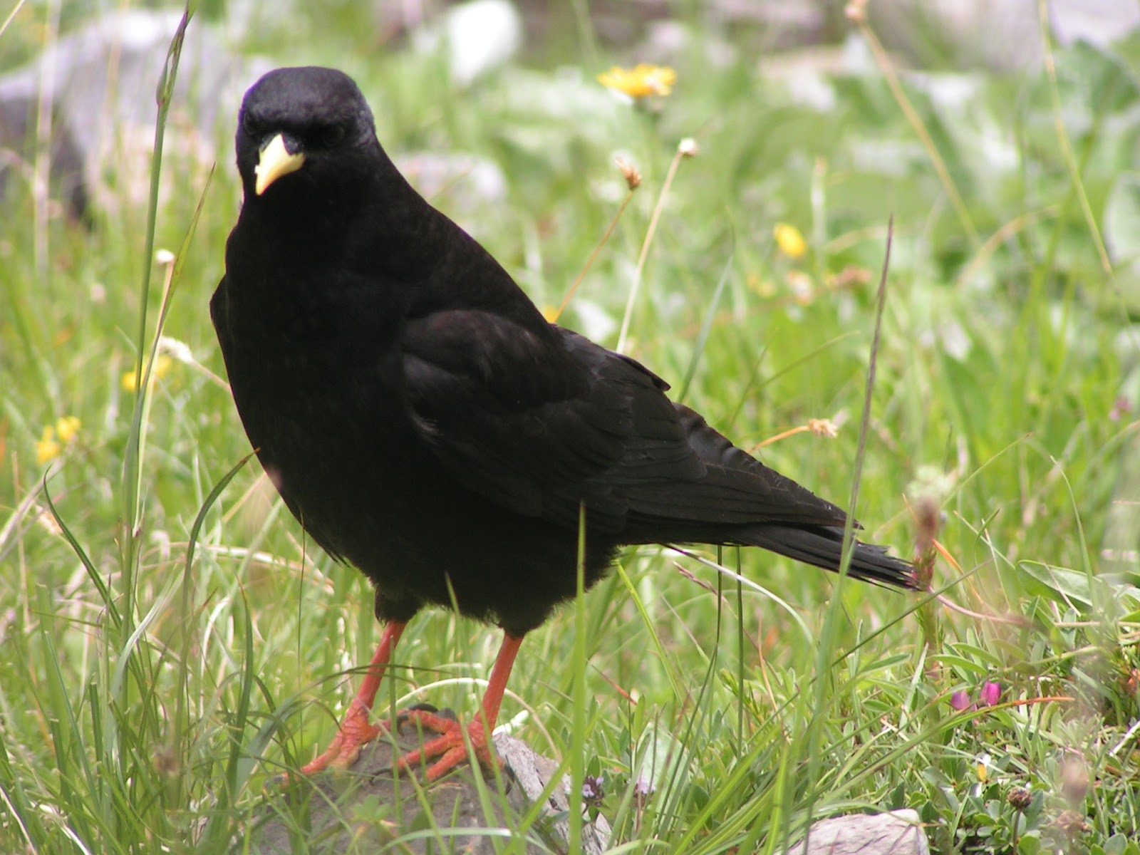 alpine chough bird facts and images the wildlife alpine chough bird facts and images the wildlife