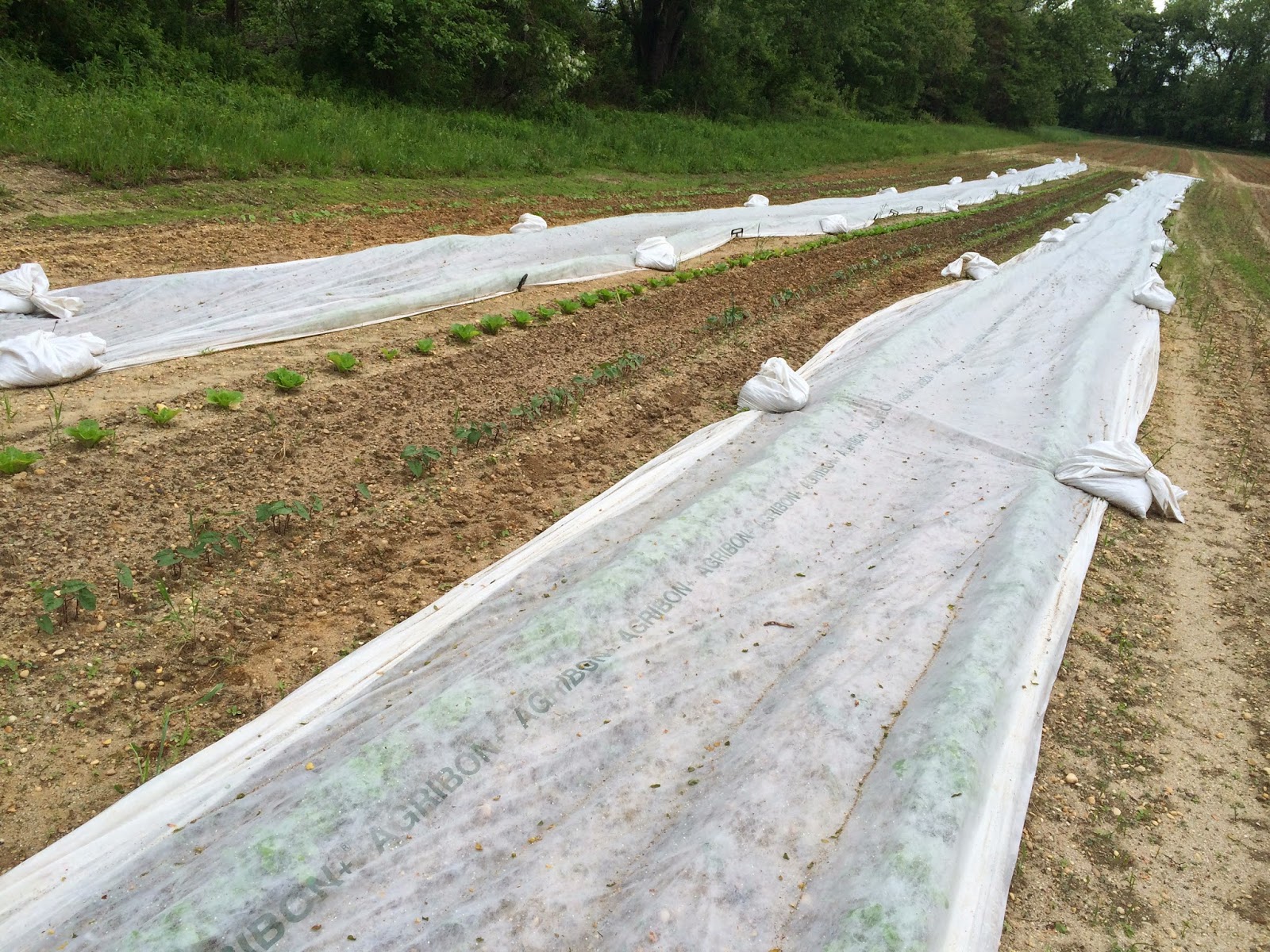 Robson's Farm Row Covers Keeping Bugs Under Control