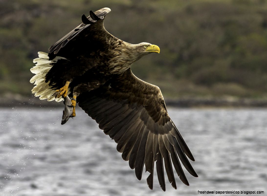 White tailed Eagle White tailed Eagle