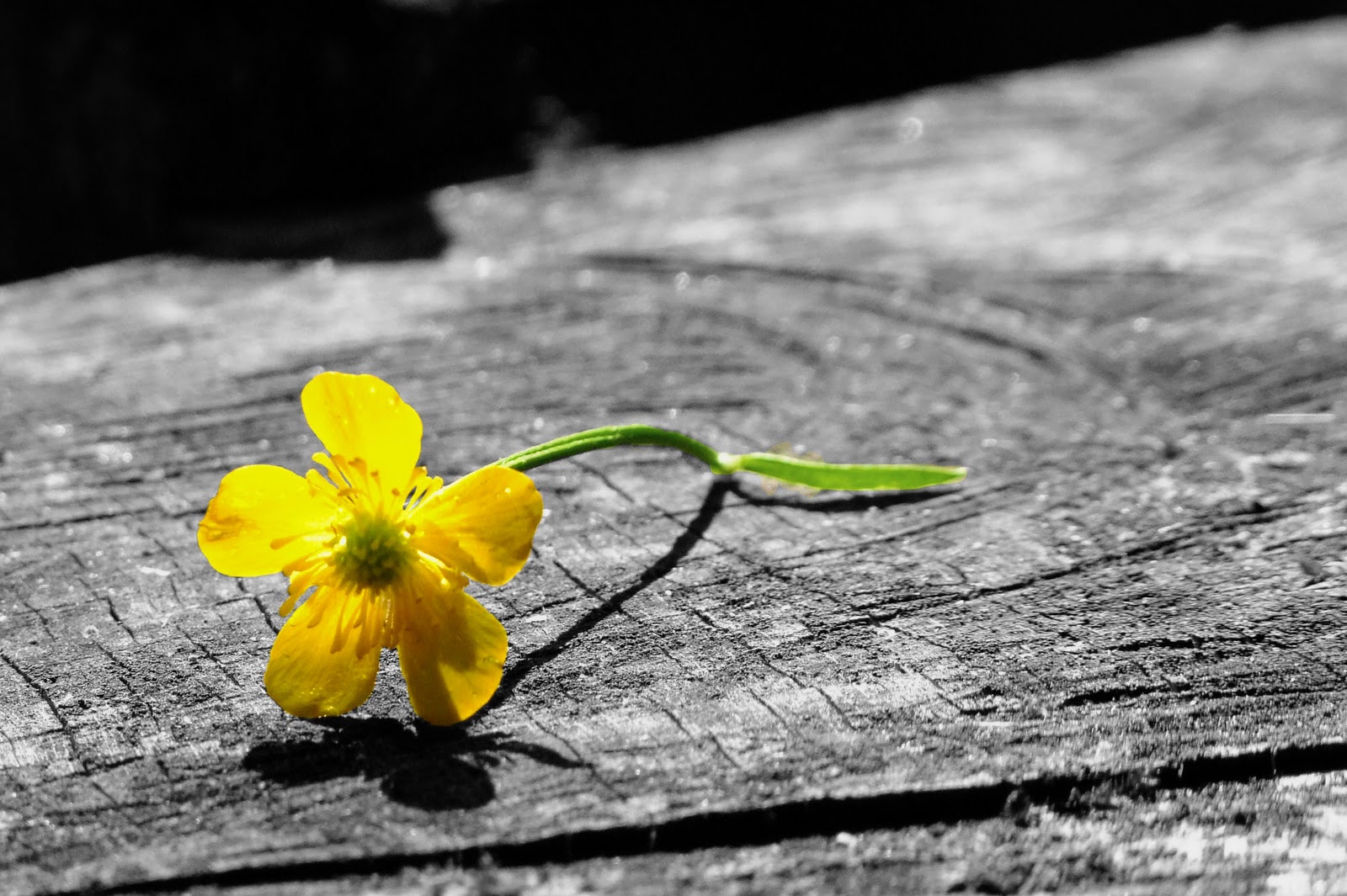 Its all about Lonely Flowers I'm So Lonely...