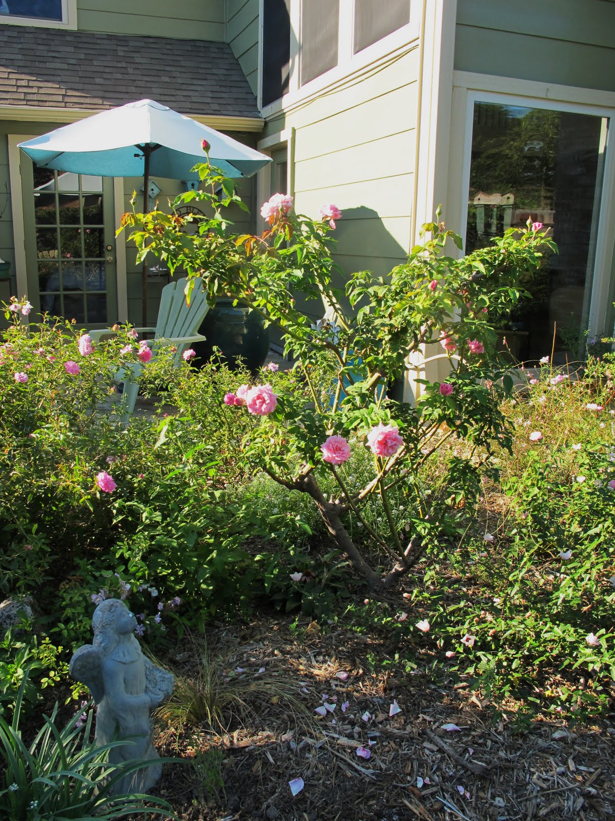 Garden Musings Belinda S Dream