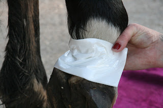 trakehners