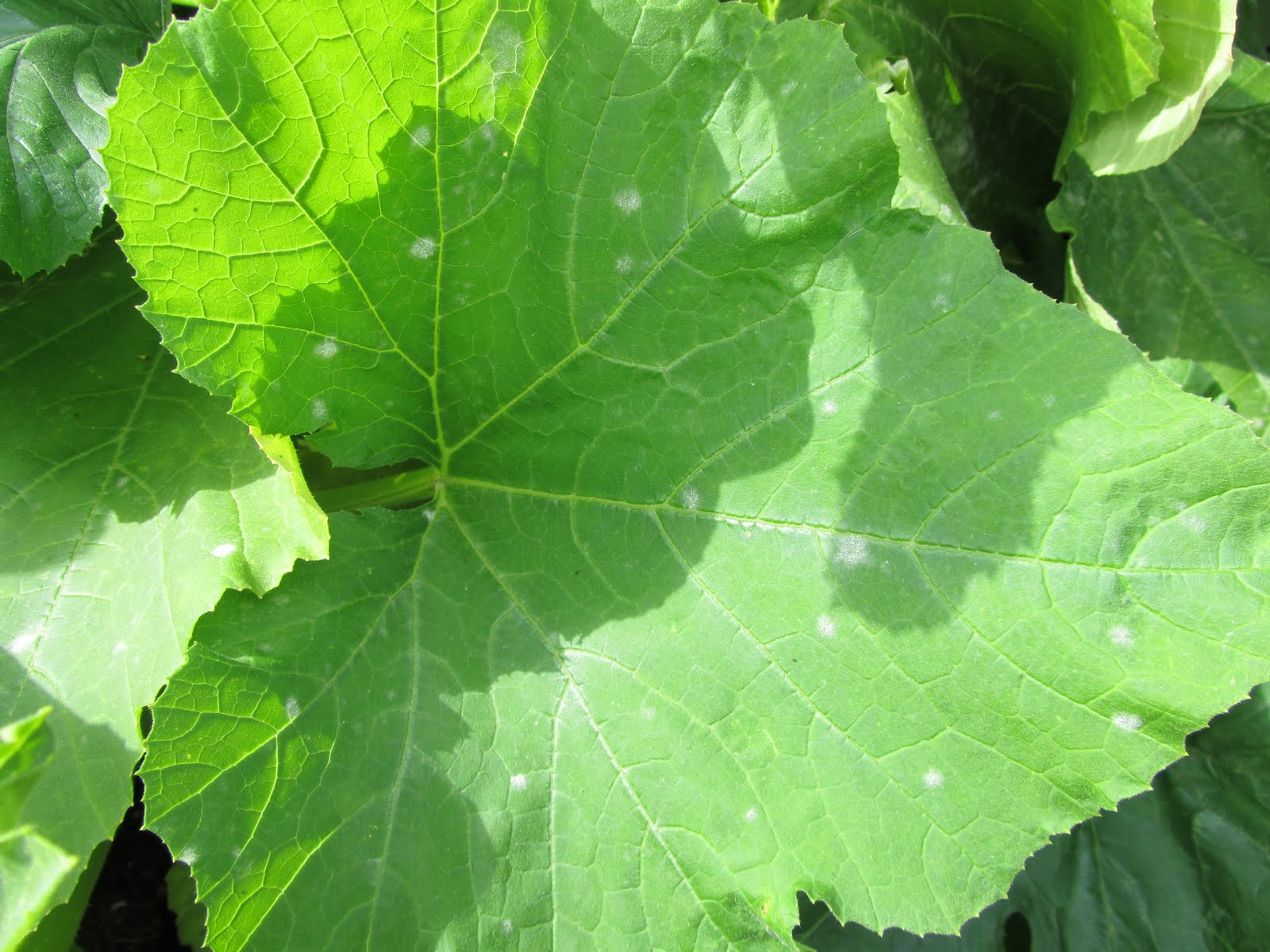 Confessions of a Beginner Gardener White powdery mildew on my Zucchini