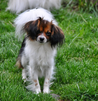 Current available (young) adults & retired Papillons, Phalenes