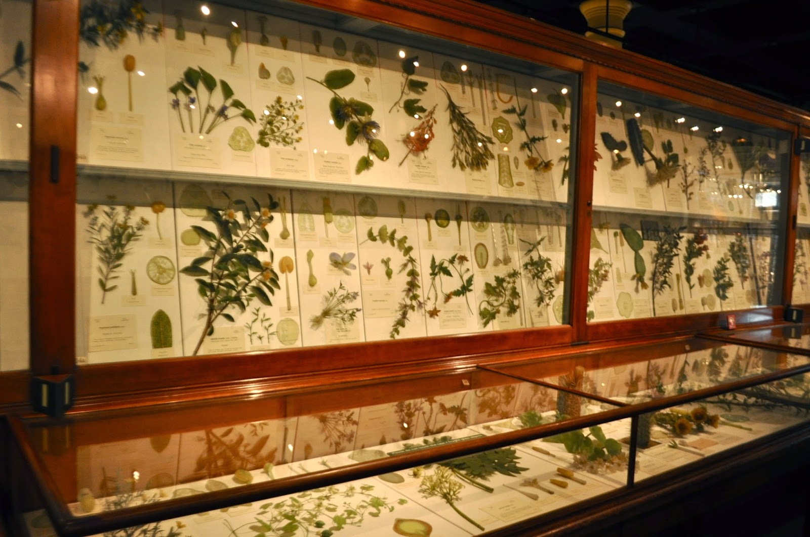 Related image Glass flowers, Natural history, Museum