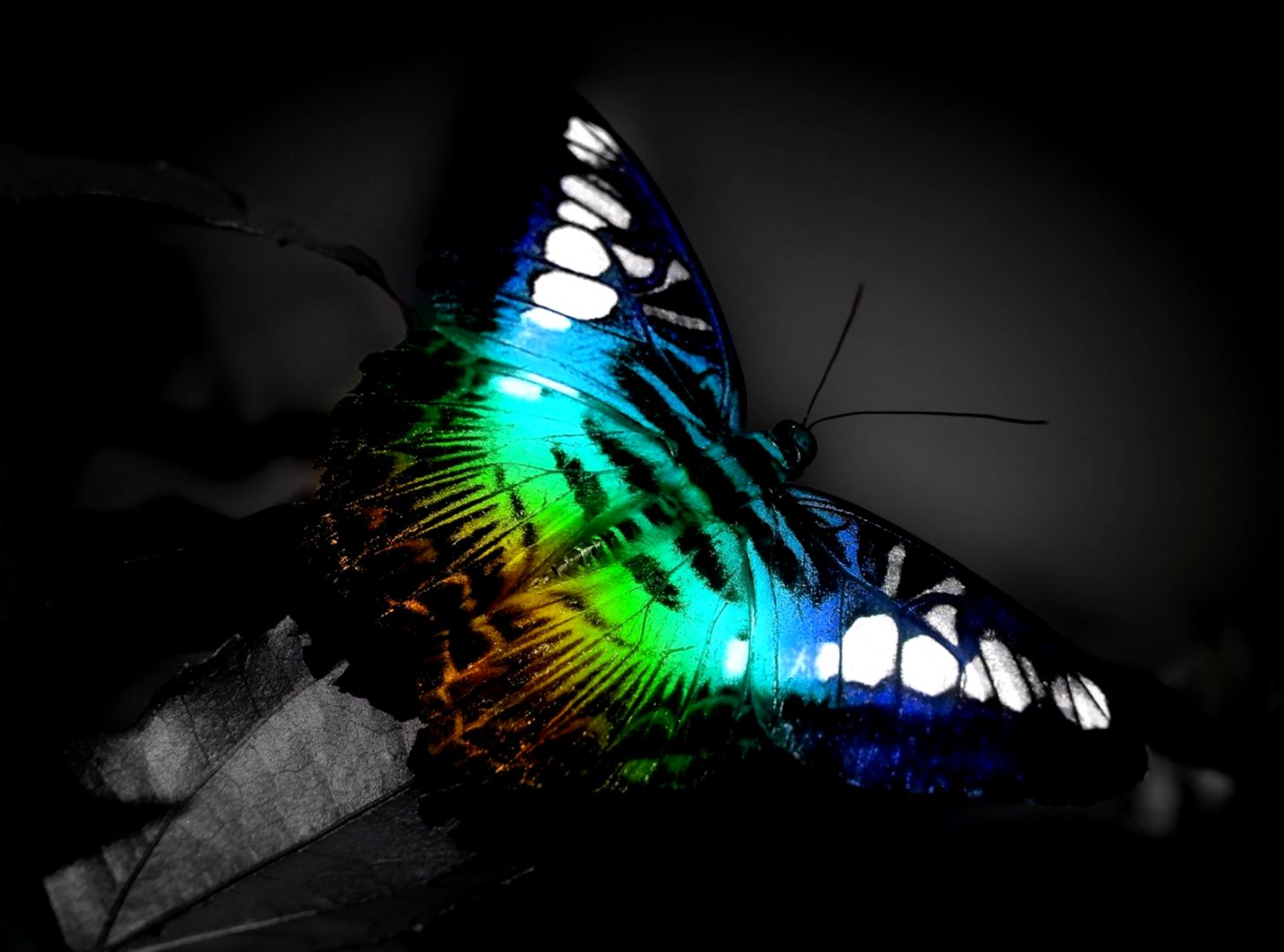 Colorful Butterflies Colorful Butterflies