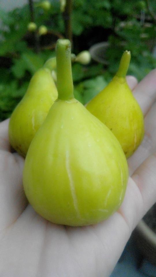 Buah Tin Variety Bergunya