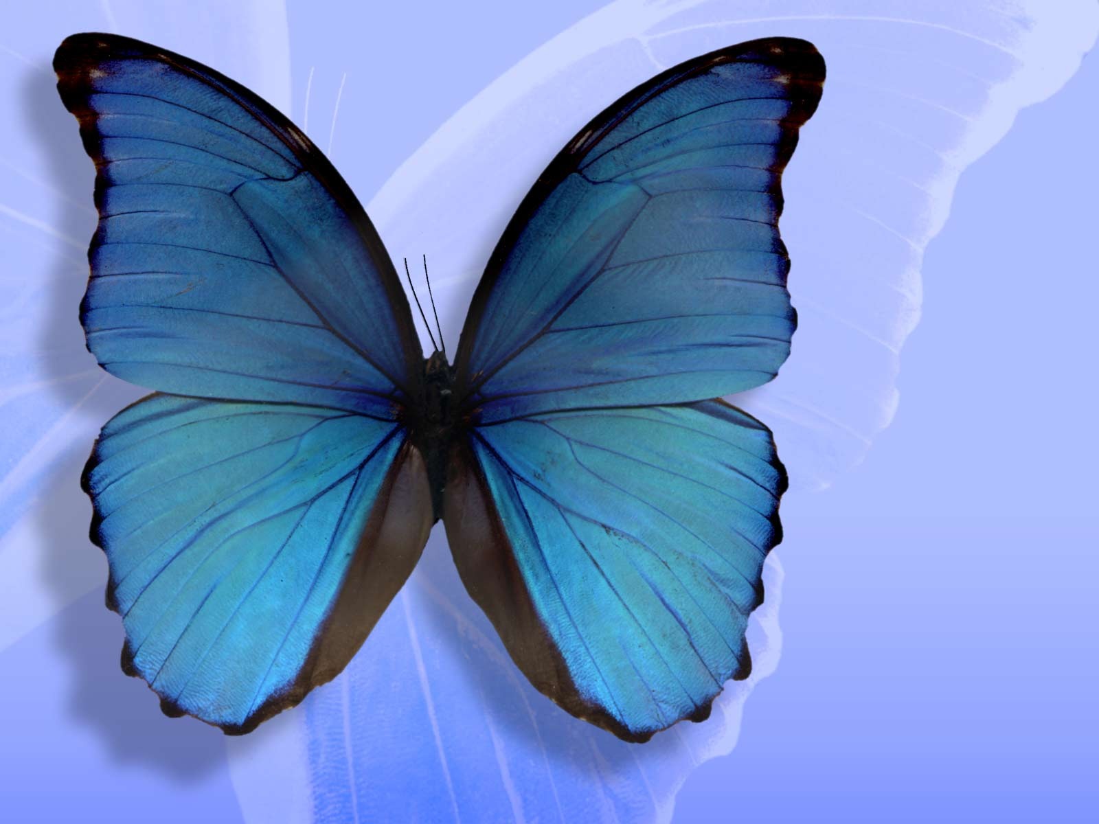 The best top desktop butterflies wallpaper hd butterfly wallpaper 7 En ...