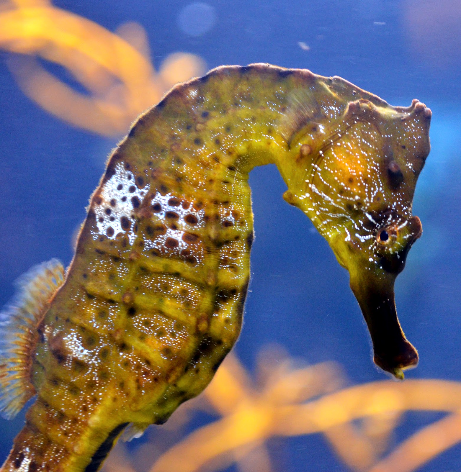 Nikoncole= Nikon + Niccole: Monterey Bay Aquarium Part 3: Seahorses