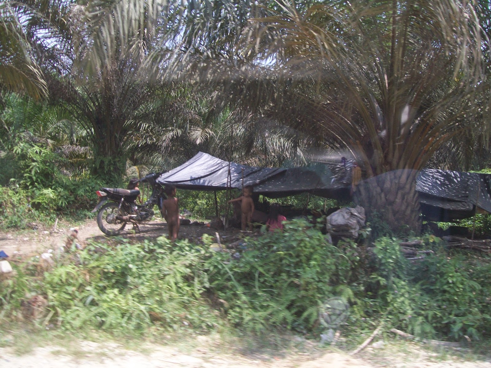 : Sekilas Tentang Taman Nasional Bukit Duabelas Propinsi Jambi