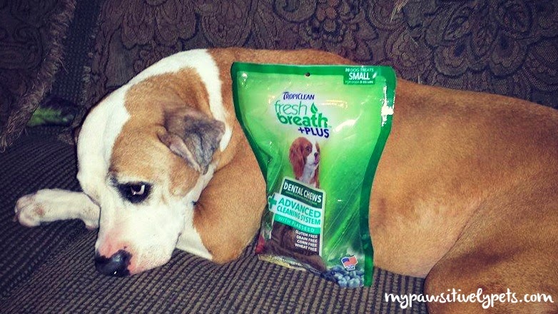 How To Make Your Own Dog Dental Chews How To Make Your Own Dog Dental Chews