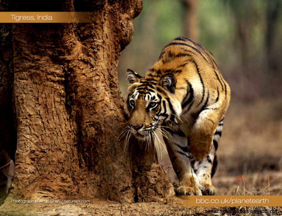 Planet Earth Animals Wallpaper 3589 Hd Wallpapers in Animals Planet Earth Animals Wallpaper 3589 Hd Wallpapers in Animals