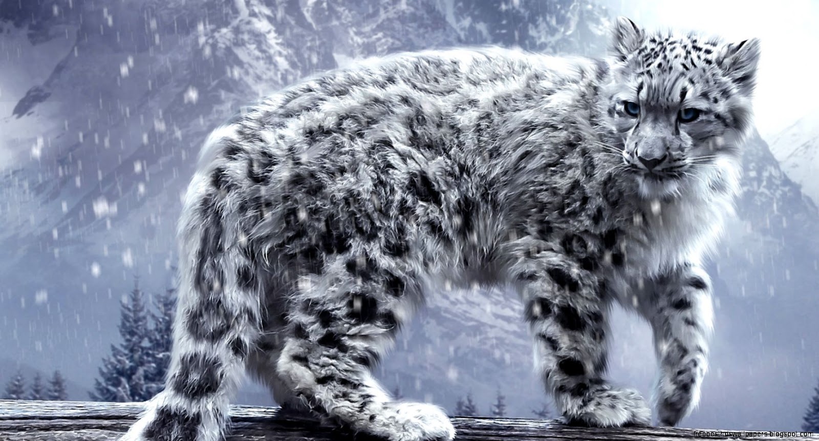 White Leopard HD Wallpaper at White Leopard HD Wallpaper at